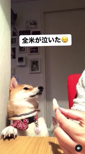 提供：柴犬ハル&雑種すずさん