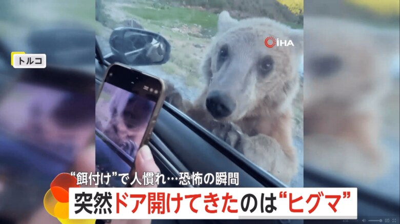 観光客が乗った車のドアをヒグマが開けようとする瞬間（2）