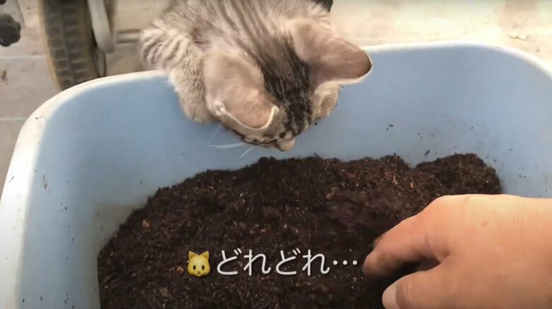 土に興味津々だったという