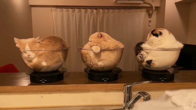 左からてんぷらくん、みかんちゃん、あんみつちゃん（提供：みかんとじろうさんちさん）