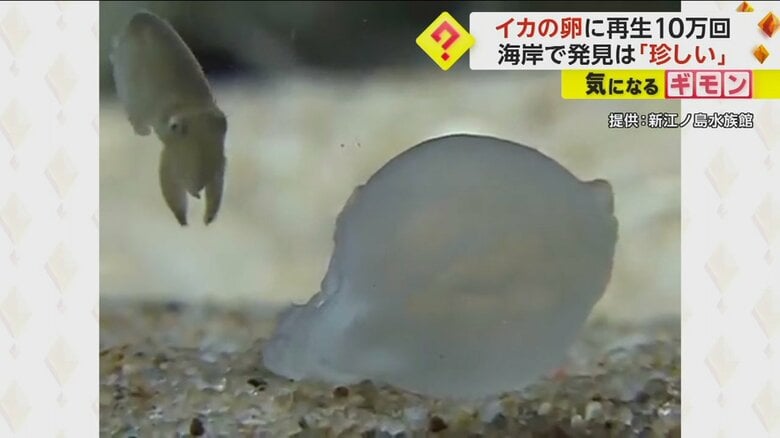 勢いよく卵から飛び出すイカ