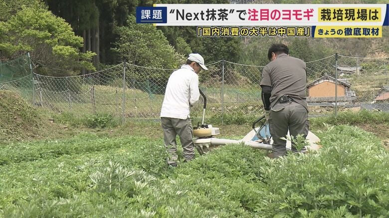 ヨモギの収穫作業