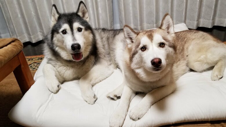 ゆづくん(左)とオリーブちゃん