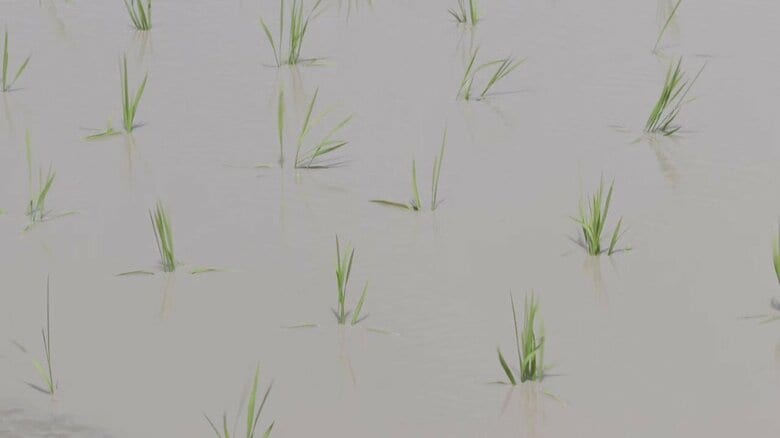 田植えを終えた「ひなたまる」の苗