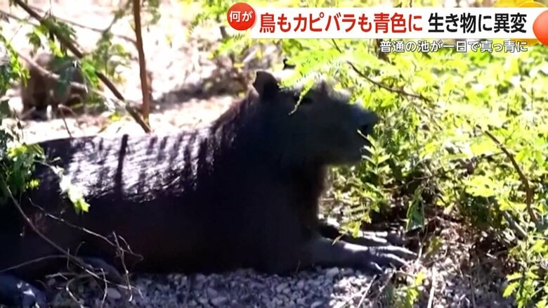 カピバラも青く染まる（SBC）