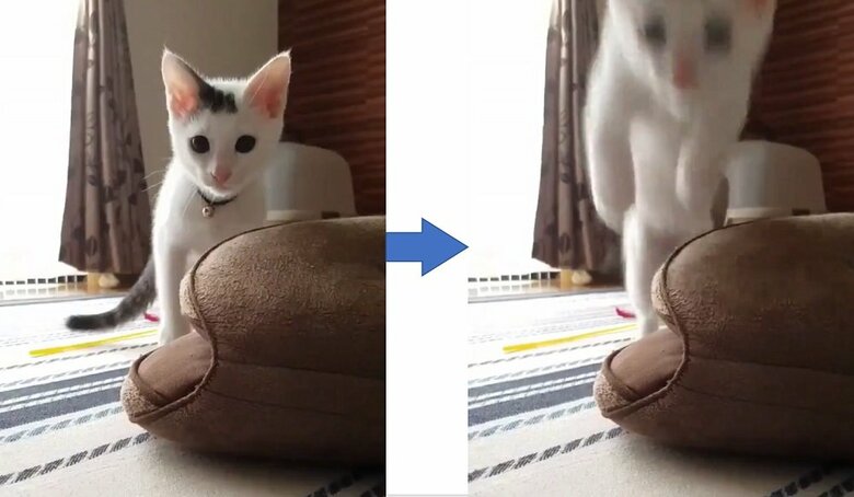 小さい頃から…ちょっと前足を浮かせてからのジャンプ