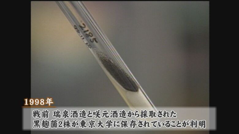 東京大学に保存されていた黒麹菌
