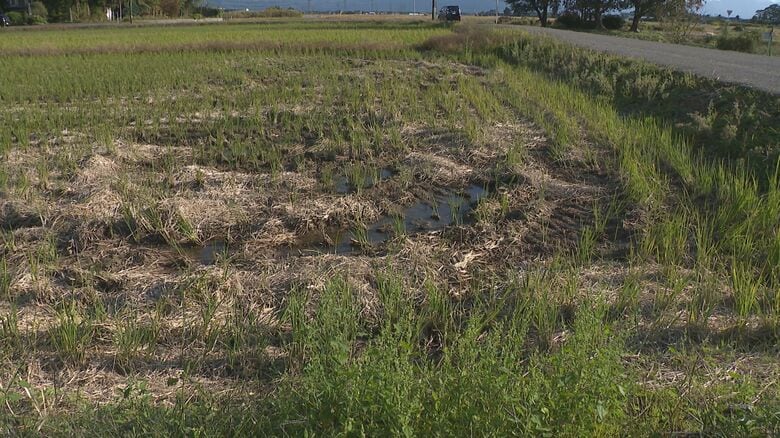 男性が転落した田んぼ