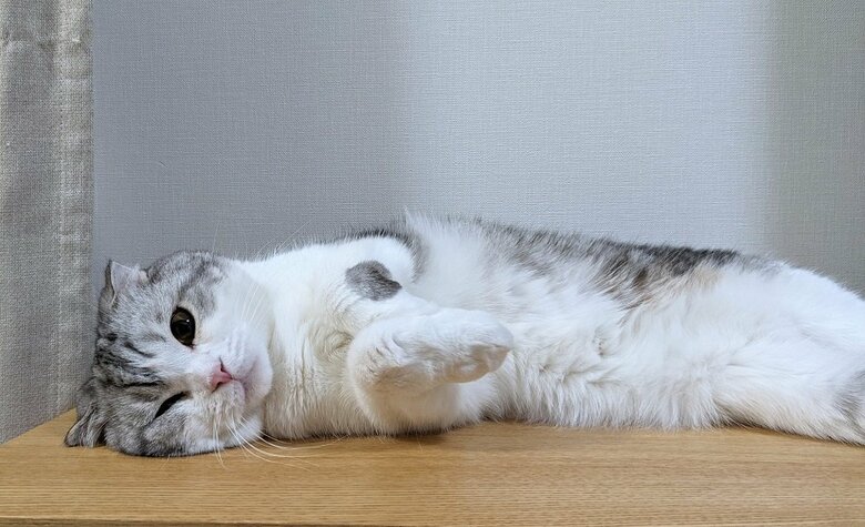 ゴロンとする倫太郎くん