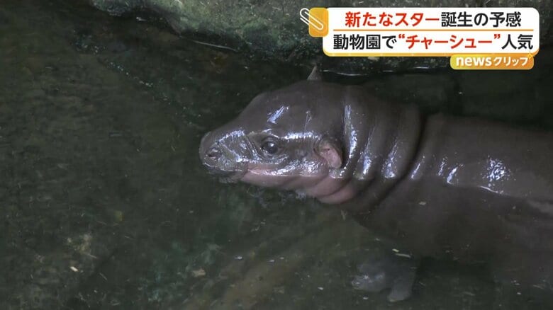 水面から顔を出すコビトカバの赤ちゃん「ムーデーン」
