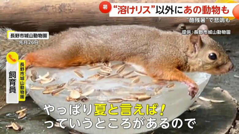 氷の上に寝そべるリス（映像提供：長野市城山動物園）