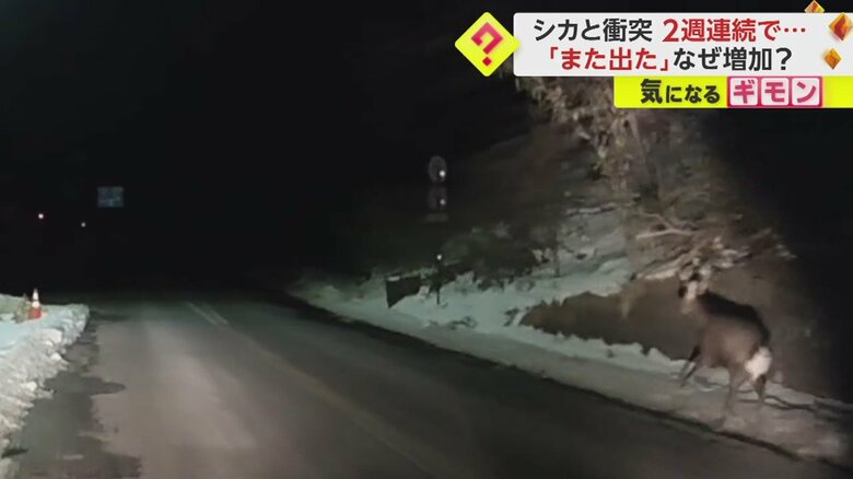 【ドライブレコーダー画像】シカと車の“衝突事故”の一部始終⑩