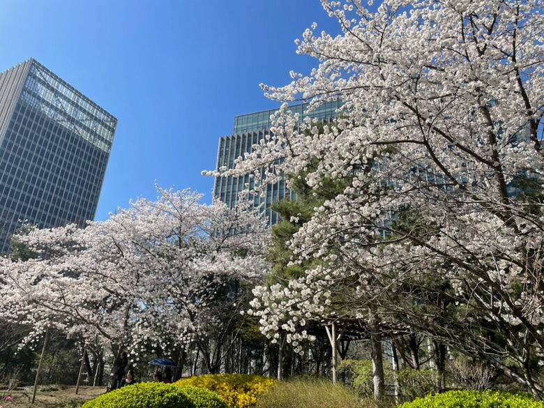 北京の日本大使公邸には毎春、美しい桜の花が咲く