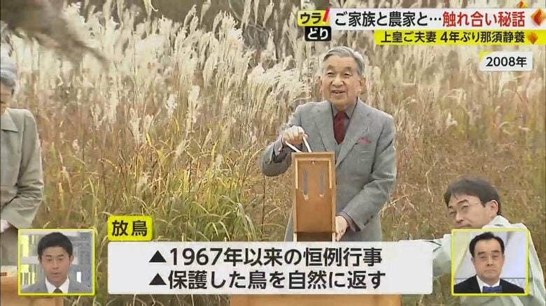 2008年の放鳥の映像