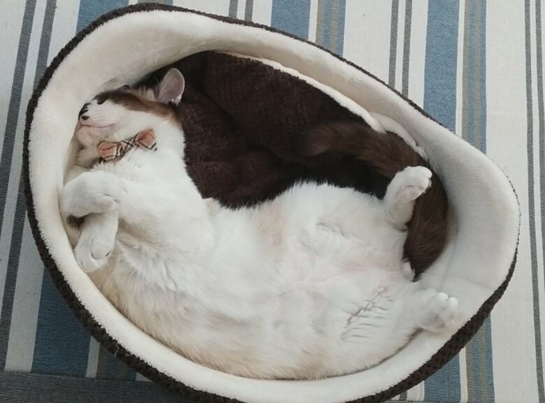 提供：かふぇらてさん