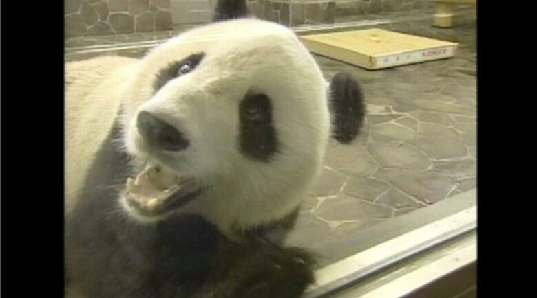 生前の「タンタン」　2000年撮影