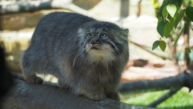 触りたくなるモフモフなマヌルネコ（提供：那須どうぶつ王国）