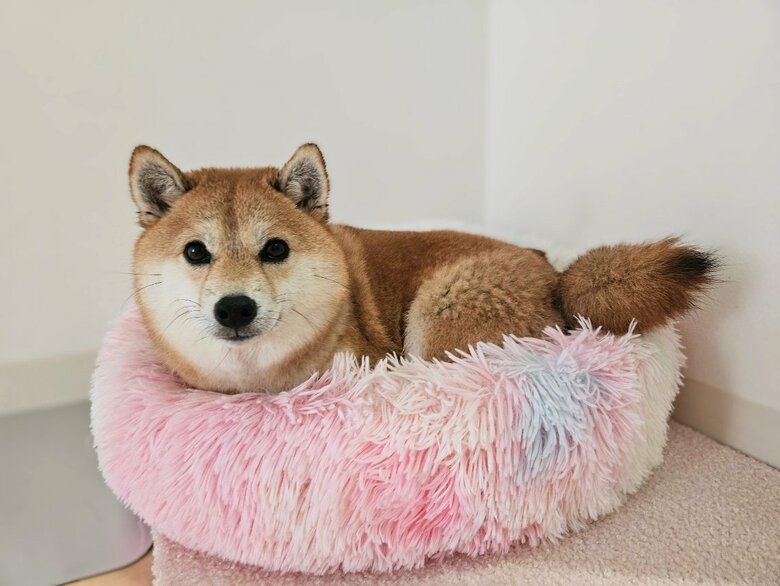 提供：kuroazu_beansさん