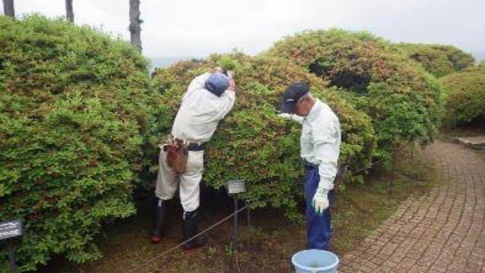 穂木を採取する様子（提供：山のホテル）