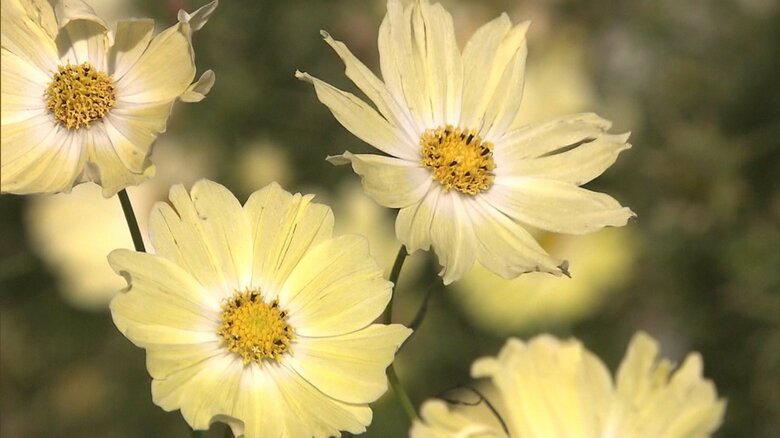 昭和記念公園のコスモス　2015年11月撮影