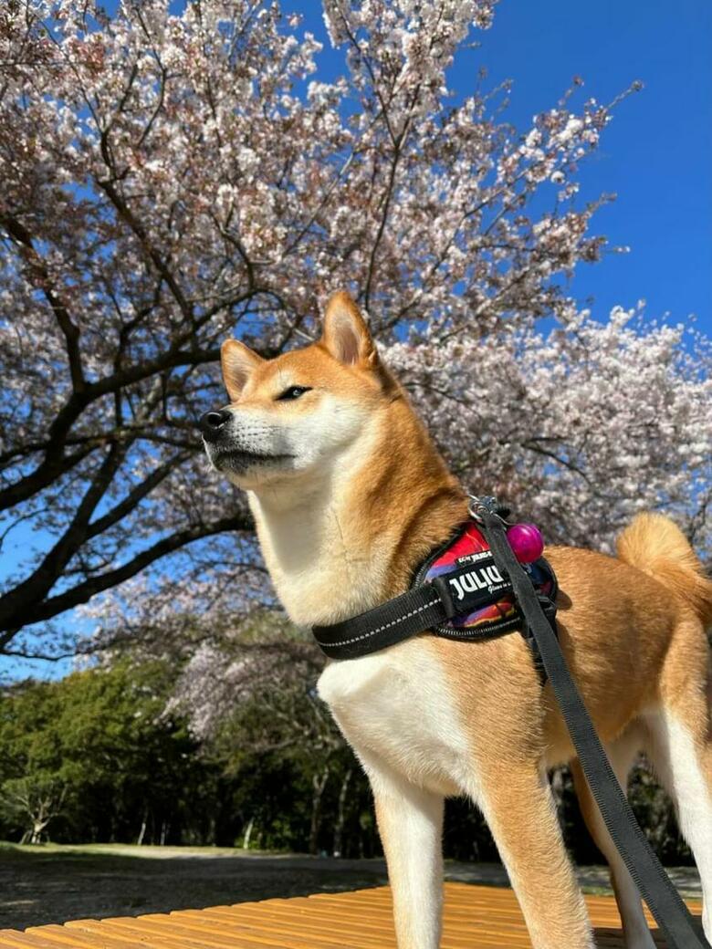 提供：柴犬けいちゃん