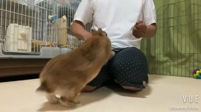 同じくひょいっと