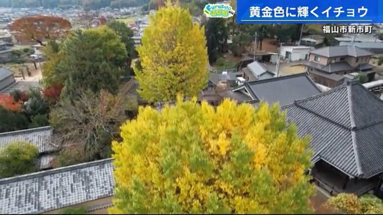 福山市　光秀寺