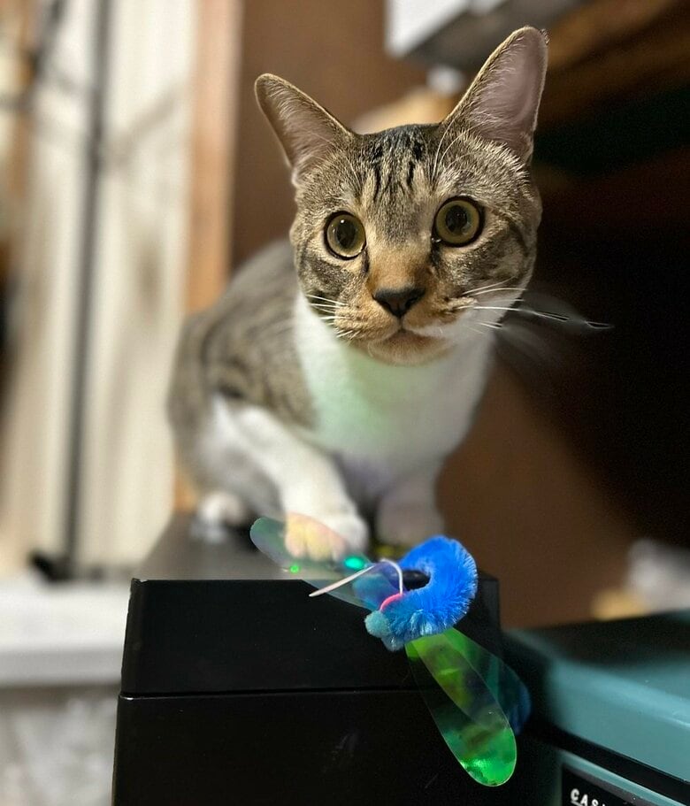 猫じゃらしが大好き