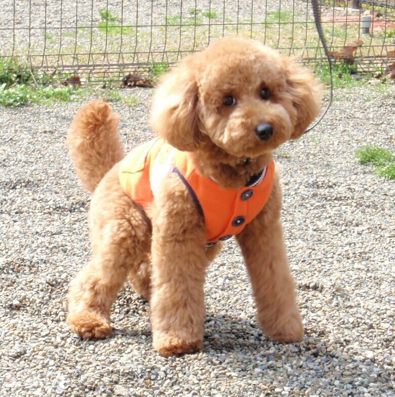 10カ月の頃のデコピン君