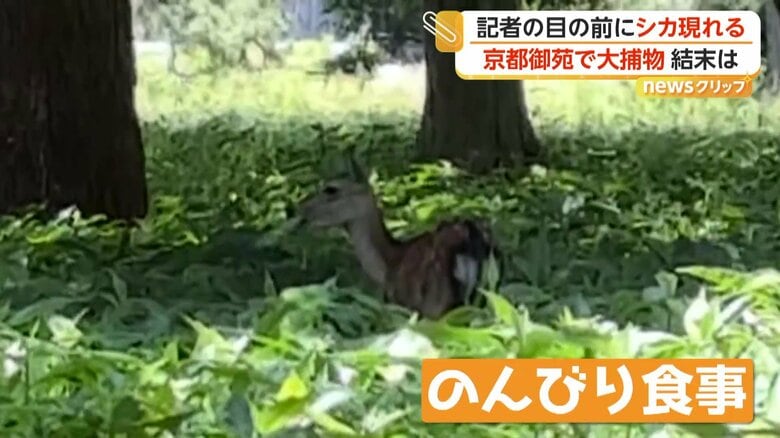 口をもしゃもしゃと動かして食事をとるシカ