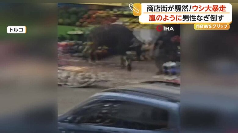 目の前にいた男性に向かって突進したウシ