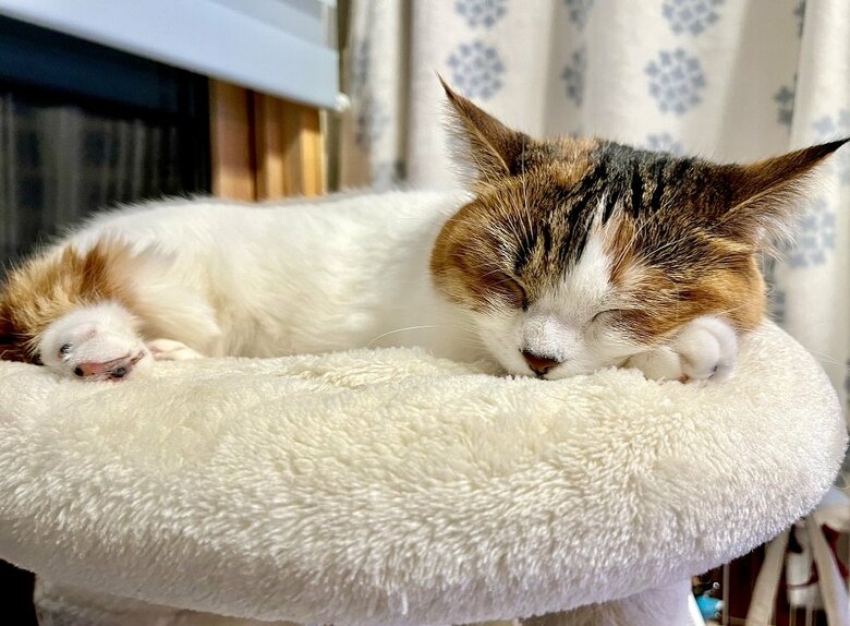 いろいろな場所でお昼寝をするという