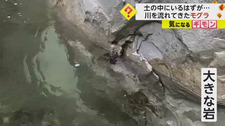 なんとか岩に上がろうとするモグラ