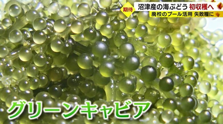 海ぶどうは温かい海に生息する海藻