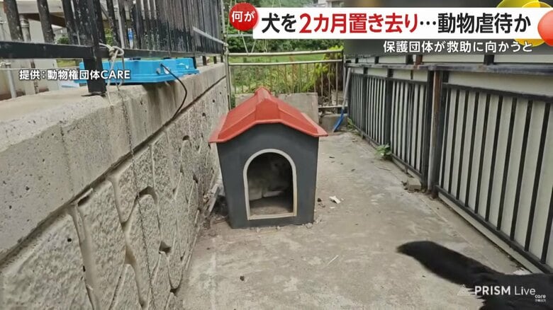 保護団体が救助に向かったところ、飼い主の小屋の中にいた