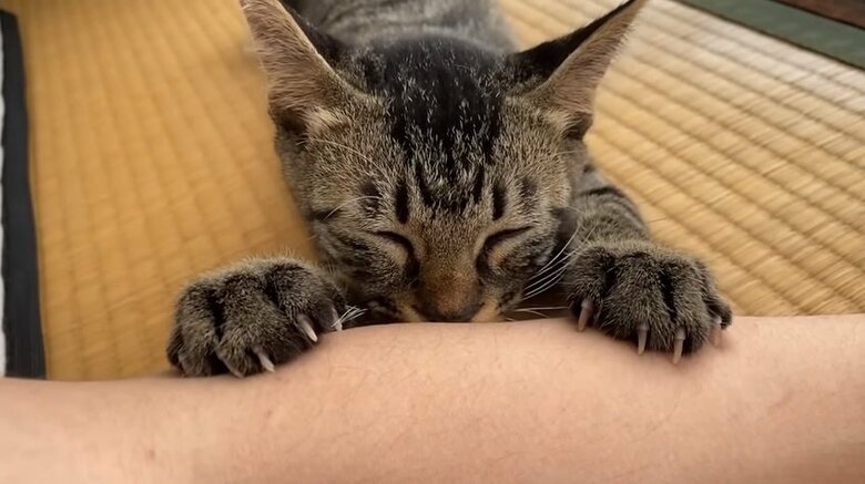 2022年8月のふくちゃん。飼い主さんの腕を“ふみふみ”中