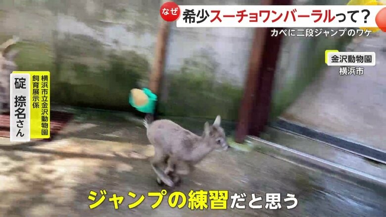 生後2、3日頃から、本能的に飛び跳ねるようになるというスーチョワンバーラル