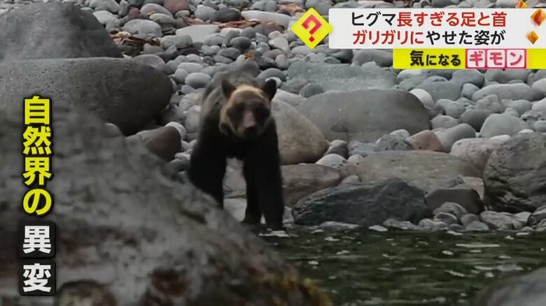 エサを探しているのか水辺を歩くヒグマ
