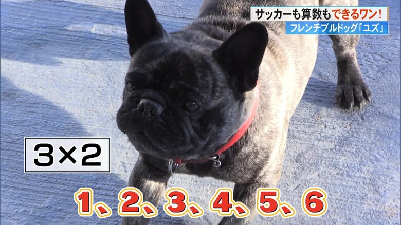 掛け算問題を鳴いて答える「ユズ」