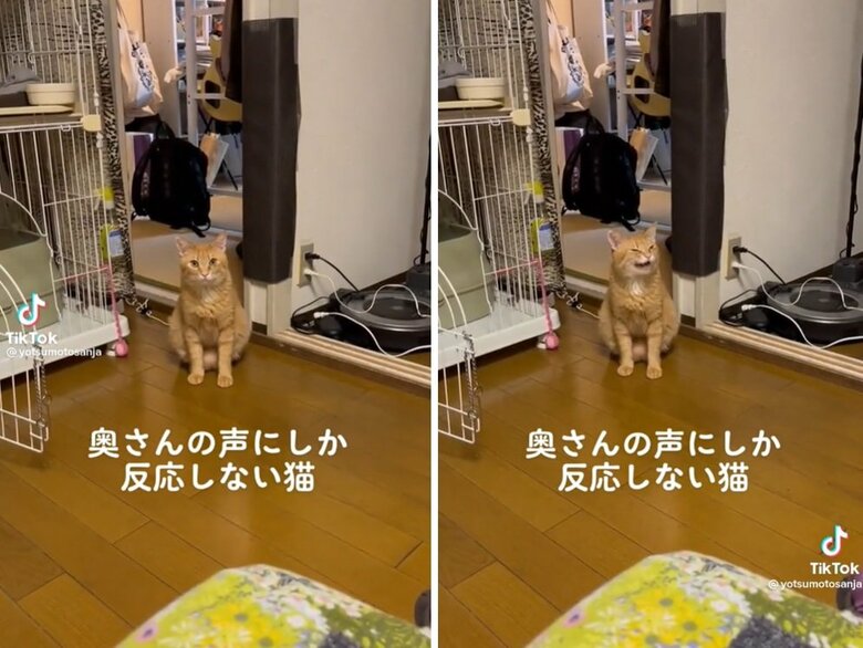 左が四元さんの声、右が奥さんの声を聞いたてんちゃんの反応