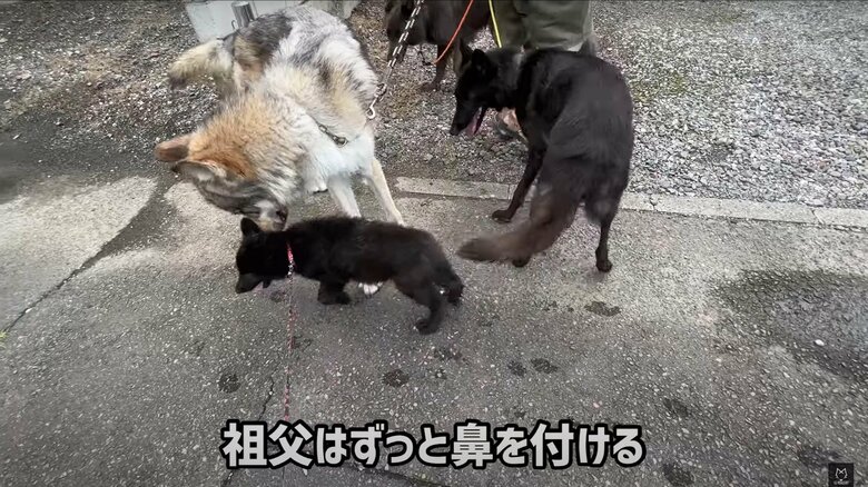 散歩中に子犬を気にして鼻をつけるブーリくん