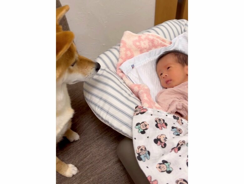 見つめ合っている？（提供：柴犬 むぎさん）