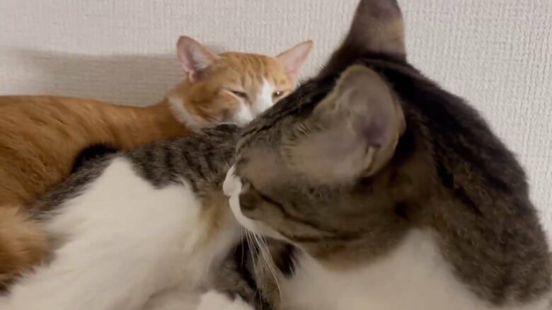それでも、一緒に眠ることが多い