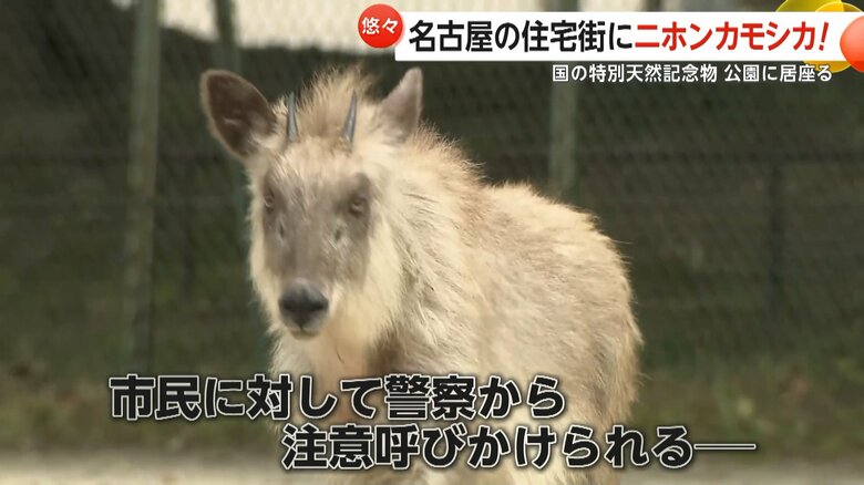 国の特別天然記念物に指定されているニホンカモシカ