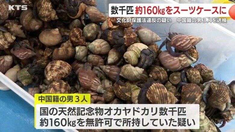 プラスチック製のケースにびっしり詰め込まれた、おびただしい数のオカヤドカリ