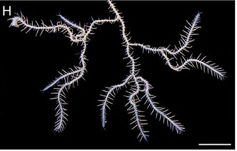 尾の部分の末端は多数に分岐している（提供：東京大学大学院理学系研究科・附属臨海実験所の三浦徹教授）