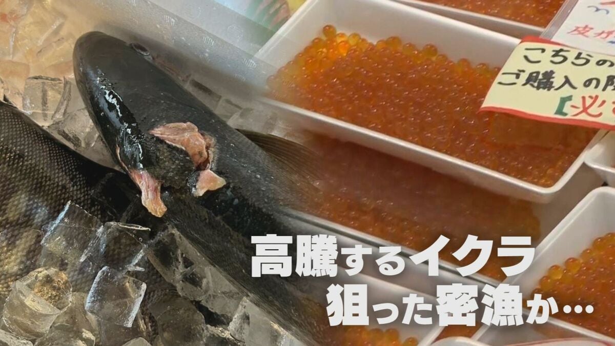 許せない」サケの不漁続く中…価格高騰する“イクラ”狙い密漁か【新潟発