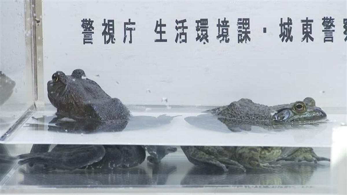 【剥製】ウシガエル　カエル　お祭り　神輿　本物　標本　ハギ10 img_789baa953e0a7ac019c47e3165