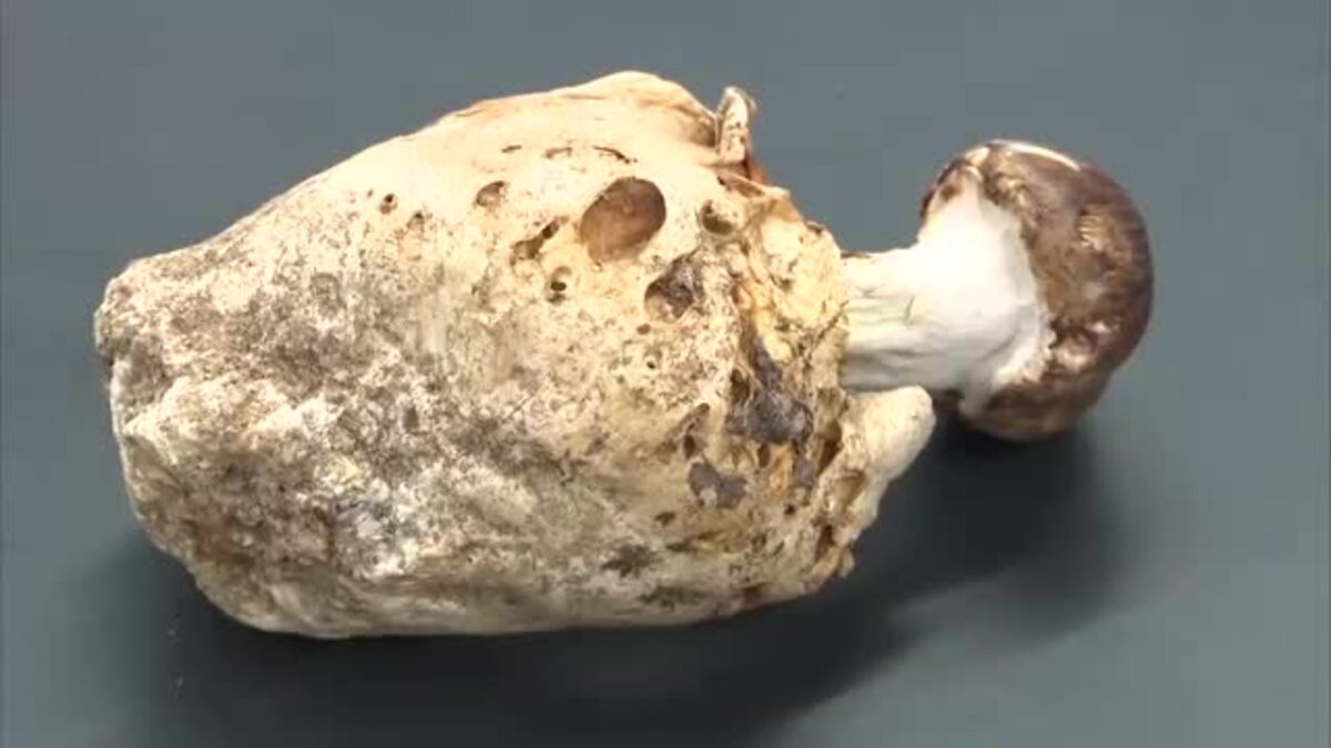 国内4例目 美郷町で珍しいキノコ「ブンゴツボマツタケ」見つかる｜FNN