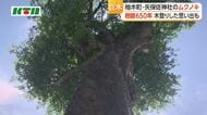 子供時代に木登りの思い出も　佐世保・矢保佐神社の巨大ムクノキ